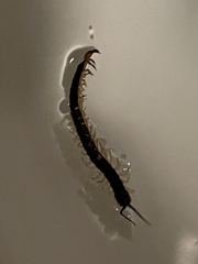 Hemiscolopendra marginata