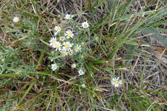 Symphyotrichum falcatum