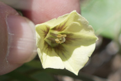 Physalis mollis mollis