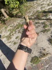 Agama picticauda