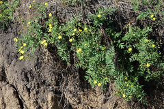 Sibbaldianthe bifurca