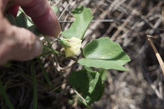Physalis mollis mollis