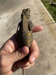Agama picticauda