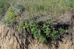 Sibbaldianthe bifurca