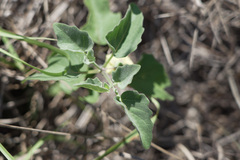 Physalis mollis mollis