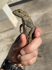 Agama picticauda