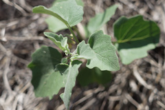 Physalis mollis mollis