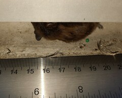 Nycticeius humeralis