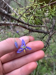 Dianella caerulea