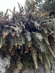 Polypodioideae