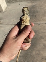 Agama picticauda