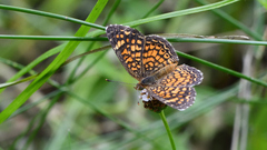 Phyciodes graphica