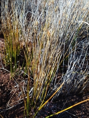 Marsippospermum grandiflorum