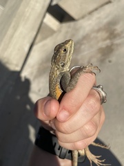 Agama picticauda