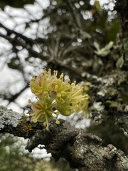 Xylosma spiculifera
