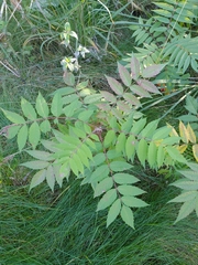Sorbaria sorbifolia