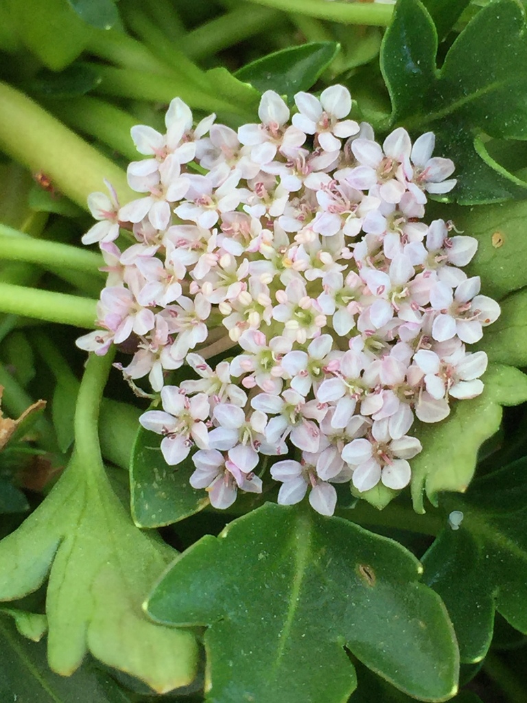 Alpine Trachymene