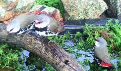 Stagonopleura guttata