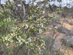 Leptospermum coriaceum