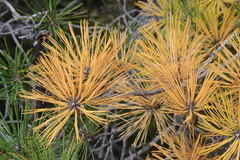 Pinus rigida