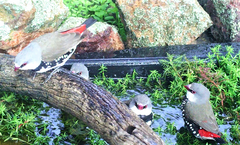 Stagonopleura guttata