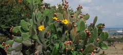 Opuntia lasiacantha