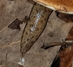 Megapallifera mutabilis