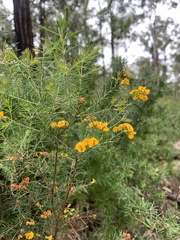 Dillwynia sieberi
