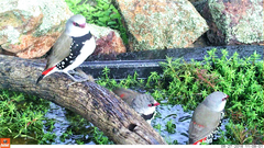 Stagonopleura guttata