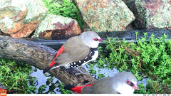 Stagonopleura guttata