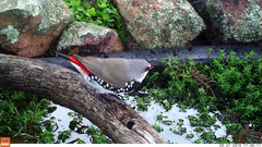 Stagonopleura guttata