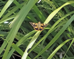 Trapezites symmomus