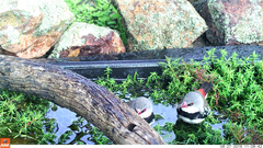 Stagonopleura guttata