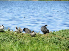 Fulica cristata