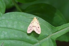 Miltochrista parallelina