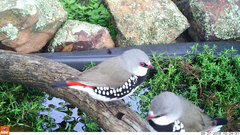 Stagonopleura guttata