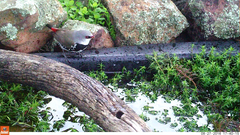 Stagonopleura guttata