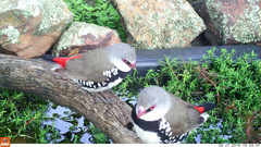 Stagonopleura guttata