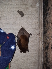 Nycticeius humeralis