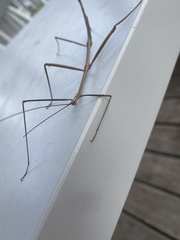 Diapheromera femorata