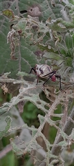 Sphenarium