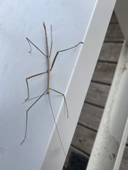 Diapheromera femorata