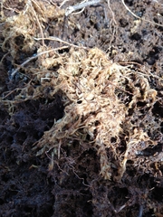 Sphagnum magellanicum