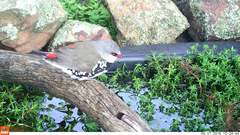 Stagonopleura guttata