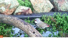 Stagonopleura guttata