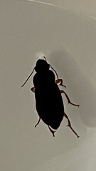 Harpalus pensylvanicus