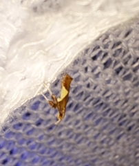Caloptilia stigmatella