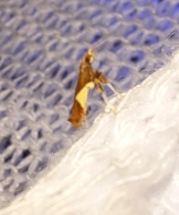 Caloptilia stigmatella
