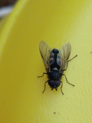 Syrphus octomaculatus