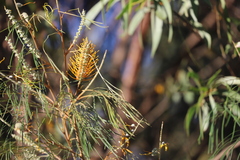 Grevillea pteridifolia